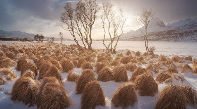 Sebuah pertanian di Tromso, Norwegia memiliki tanaman seperti wig atau rambut palsu layaknya rambut Donald Trump (sumber. Lostateminor.com)