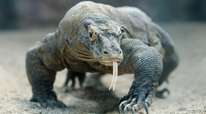 Komodo merupakan kadal terbesar di dunia, dengan rata-rata panjang 2 sampai 3 m. (live science)