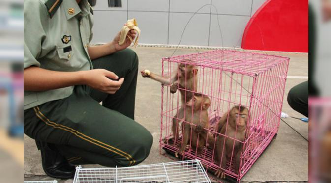 Polisi juga menemukan bangkai monyet dalam salah satu tempat sampah di dalam apartemen. (shanghaiist)