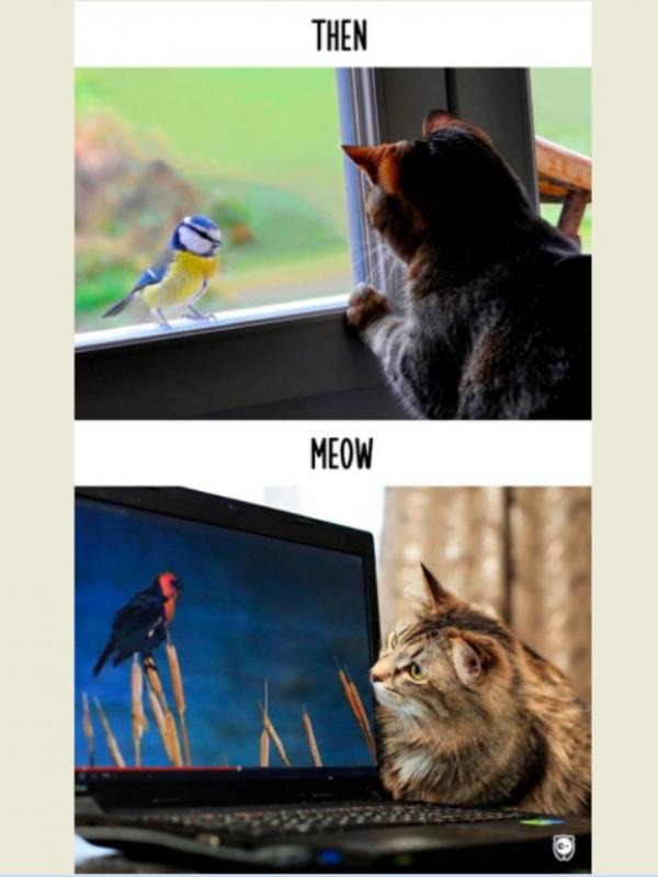 Intip Perbedaan Kucing Zaman Dulu dan Sekarang Lewat 8 Potret Ini. (Foto: Boredpanda.com)