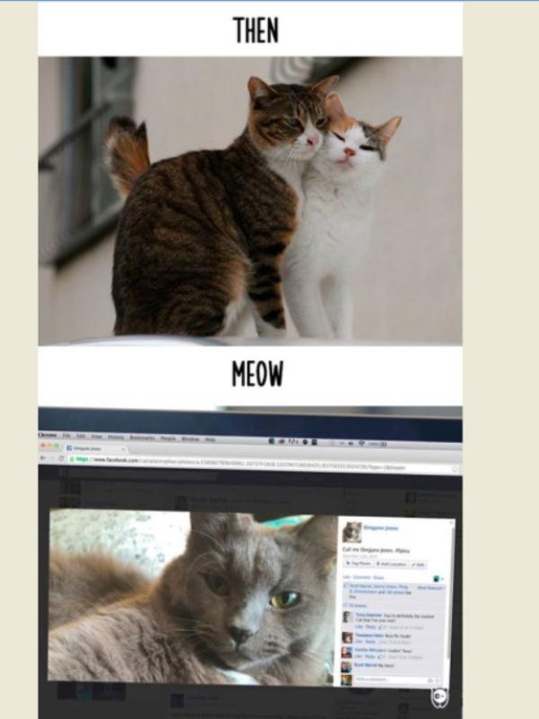 Intip Perbedaan Kucing Zaman Dulu dan Sekarang Lewat 8 Potret Ini. (Foto: Boredpanda.com)
