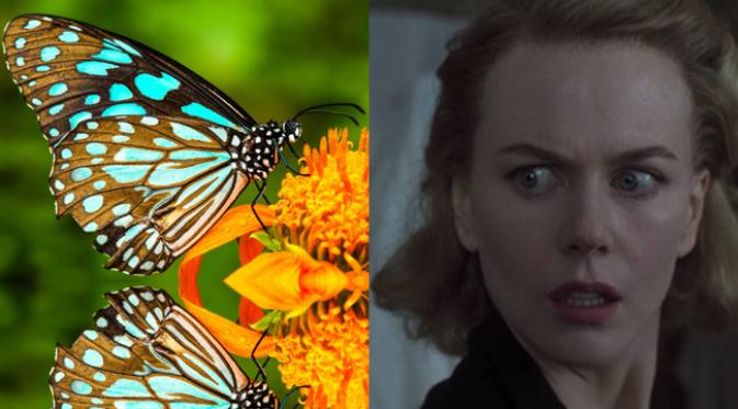 Nicole Kidman phobia terhadap kupu-kupu.