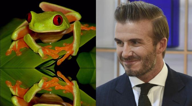 David Beckham phobia terhadap katak.