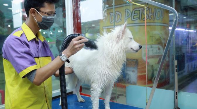 Tips Memandikan Anjing yang Benar. (Foto: Galih W. Satria/Bintang.com)