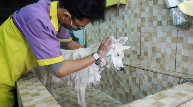 Tips Memandikan Anjing yang Benar. (Foto: Galih W. Satria/Bintang.com)