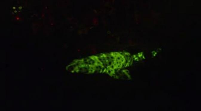 Jenis hiu yang melakukan biofluoresensi atau berpijar dengan warna hijau terang (David Gruber)
