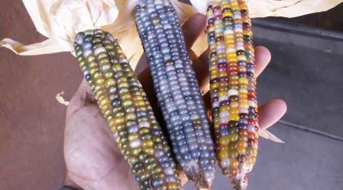 Pilih jagung yang mana, Gaes? (Via: mymodernmet.com)