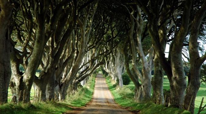The Dark Hedge, Irlandia (Wonderlist.com)