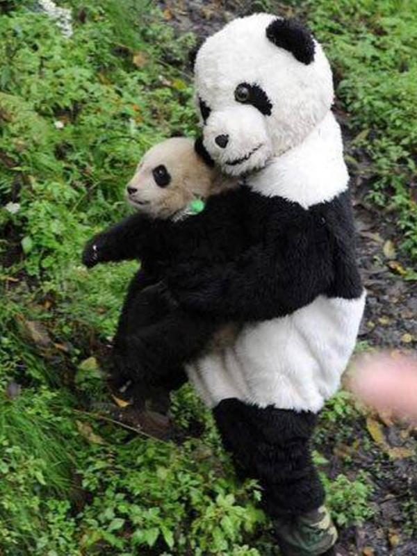Nyamar Jadi Panda, Penjaga Satwa Ini Bikin Kamu Gemas. (Foto: Facebook)