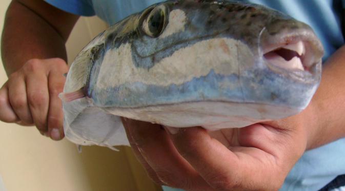 Tewaskan Empat Orang Asal Malang, Ini 10 Fakta Ikan Buntal. (Foto: ocean-media.su)