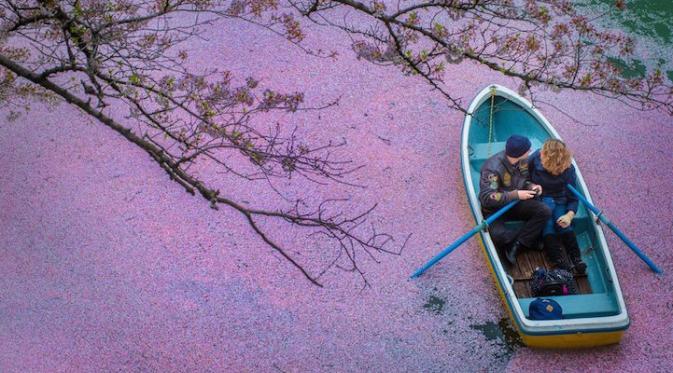 Musim Bunga Sakura, Saksikan Keindahannya dari Atas. Sumber : mymodernmet.com