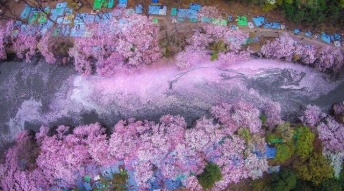 Musim Bunga Sakura, Saksikan Keindahannya dari Atas. Sumber : mymodernmet.com