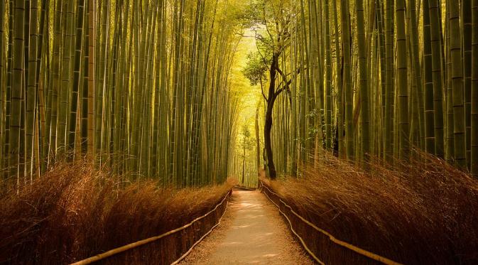Terowongan Bambu di Jepang (Daily Mail)