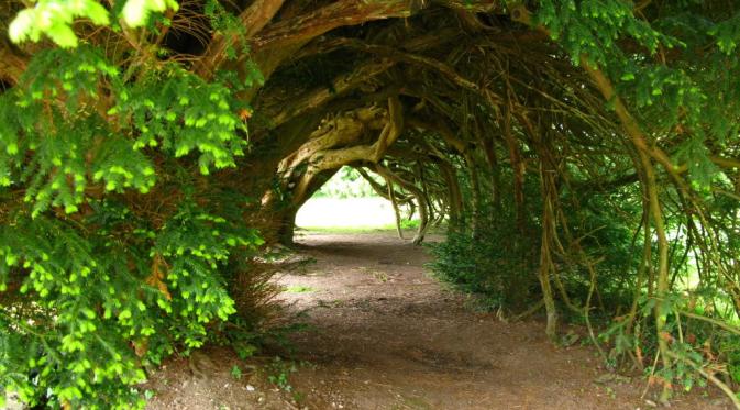Terowongan Pohon Yew di Inggris (iscreamsundae)
