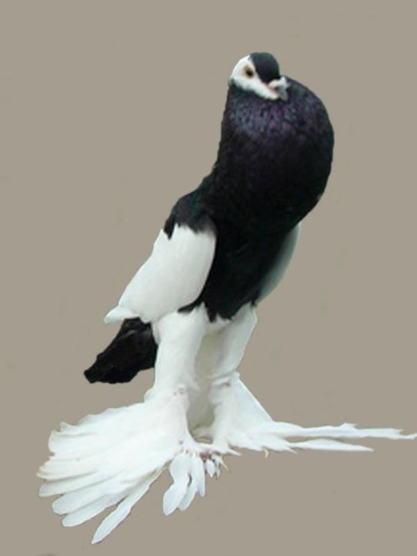 Burung Merpati Gondok. | (via istimewa)