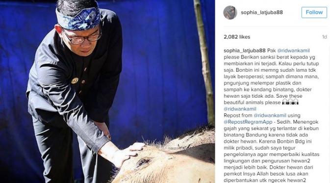Sophia Latjuba memosting ulang foto Ridwan Kamil saat sedang menengok gajah yang sedang sekarat (Instagram/@sophia_latjuba88)