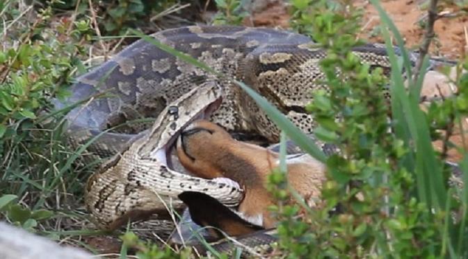 ular piton makan anak impala (foto: istimewa)