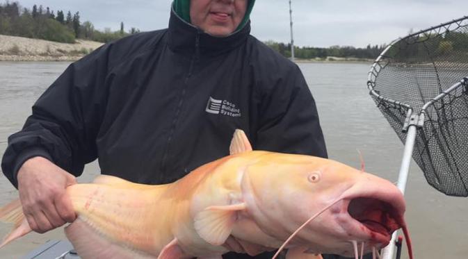 Donovan dan regu memancingnya, Blackwater Cats Outfitter, menemukan ikan lele albino super langka (Donovan Pearase/ Facebook). 