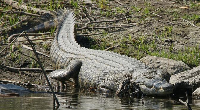 Buaya Nil (Crocodylus niloticus) kini menyebar hingga Amerika Serikat (Wikipedia)