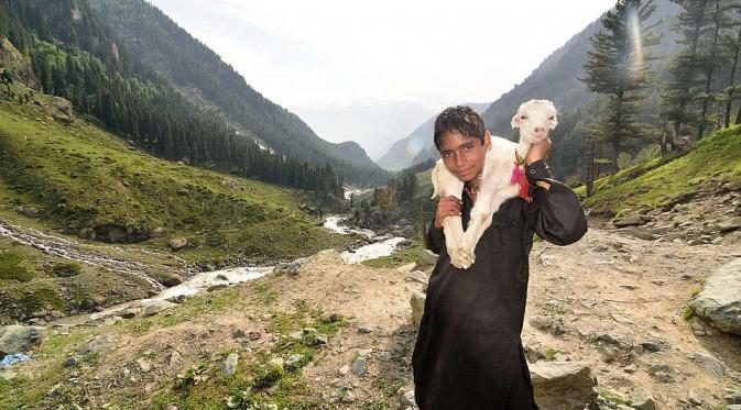 Dua etnis, Gujjars dan Bakarwals, masih budayakan hidup nomaden dengan mengelilingi Himalaya. (Sajad Rafeeq/Barcroft Images)