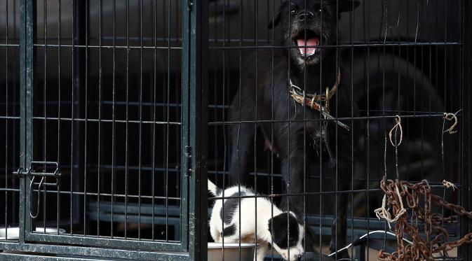 Inilah sederet foto kehidupan anjing di shelter GSI, Ciledug, Tangerang (foto : Deki Prayoga | Bintang.com)