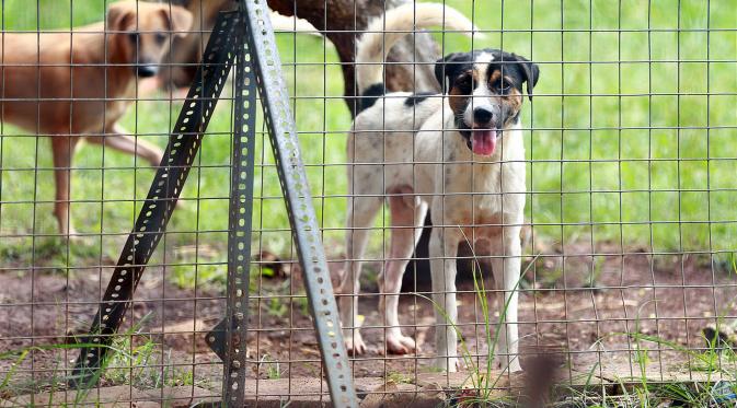 inilah sederet foto kehidupan anjing di shelter GSI, Ciledug, Tangerang (foto : Deki Prayoga | Bintang.com)