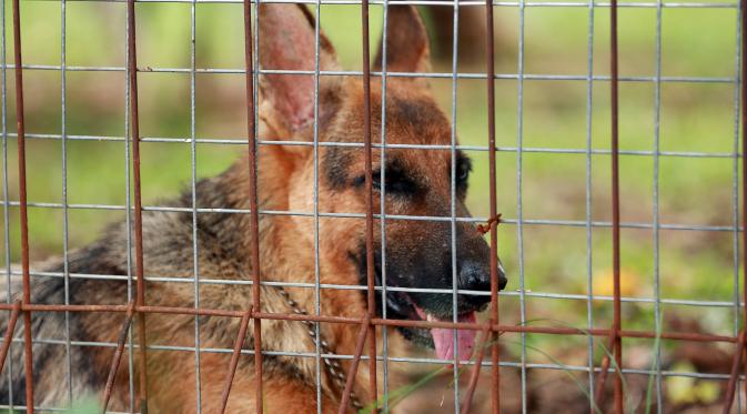 inilah sederet foto kehidupan anjing di shelter GSI, Ciledug, Tangerang (foto : Deki Prayoga | Bintang.com)