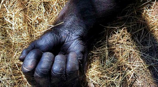 Video seekor gorila jantan di kebun binatang Cincinnati, Ohio, AS menyeret seorang bocah usia 4 tahun yang jatuh masuk ke kandangnya.