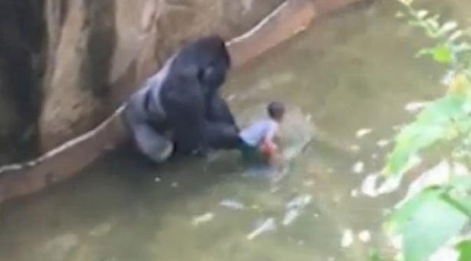 Selamatkan bocah, petugas pilih tembak mati gorila di Kebun binatang Cincinnati, Texas, Amerika Serikat (foto: mirror.co.uk) 