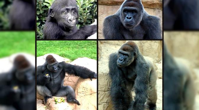 Harambe, gorila di Kebun Binatang Cincinnati, Ohio, AS yang tewas ditembak. (sumber: Metro UK)