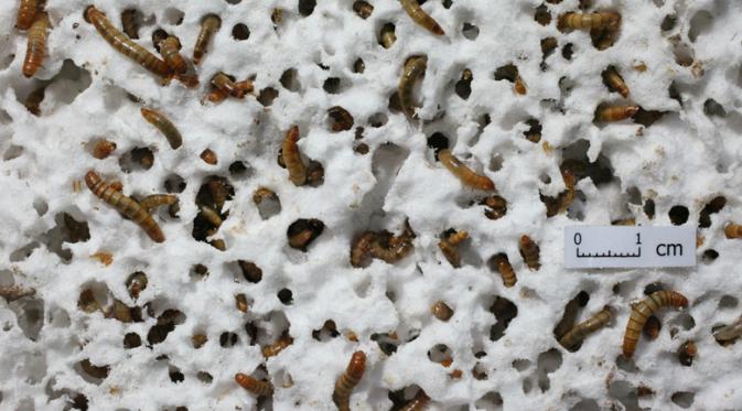 Mealworms pemakan styrofoams (news.stanford.edu)