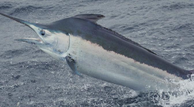 Black Marlin | foto : istimewa 