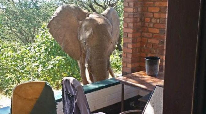 Seekor gajah yang terluka mendatangi tempat penginapan di Zimbabwe, seakan ingin mengadukan lukanya. (Sumber Yayasan Bumi Hills via Facebook)