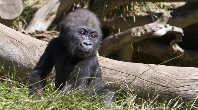 10 Fakta Mengagumkan tentang Gorila. (Foto: kids.nationalgeographic.com)