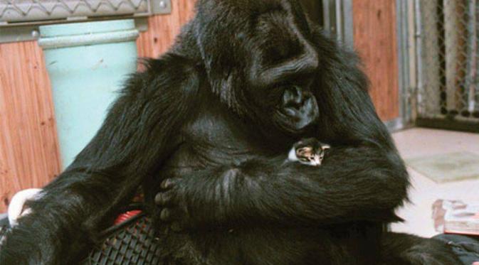 Mengenal Koko, Gorila Terpintar di Dunia dan Penyayang Kucing. (Foto: technocracy.news)