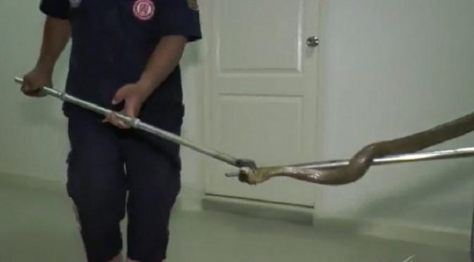 Seorang warga Thailand kembali dikagetkan dengan penemuan ular di lubang toilet di rumahnya. 