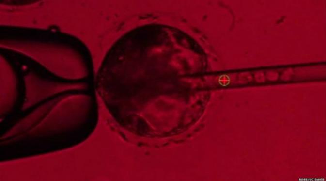 Stem cell atau sel induk manusia yang diinjeksi ke dalam embrio babi (Ross/UC Davis)