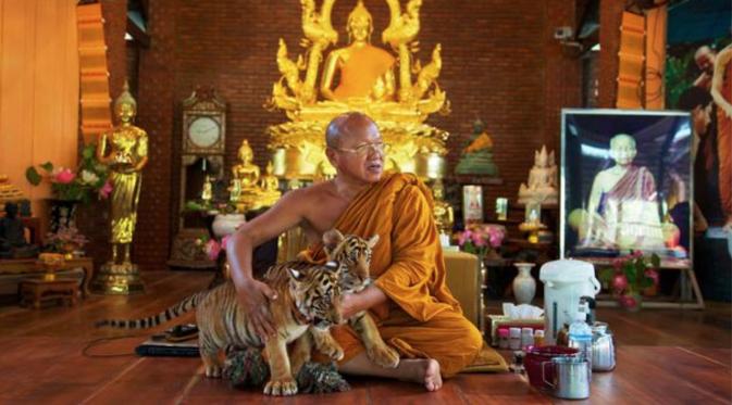 iharimau yang berada di kuil harimau di Thailand  