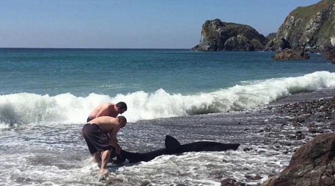 Pria Ini Mengira Menyelamatkan Lumba-lumba, Ternyata... (Daily Mail)