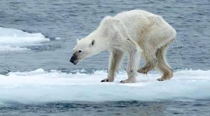 Beruang kutub kesulitan mencari makanan karena pemanasan global merubah segalanya. (sumber: Huffington Post)