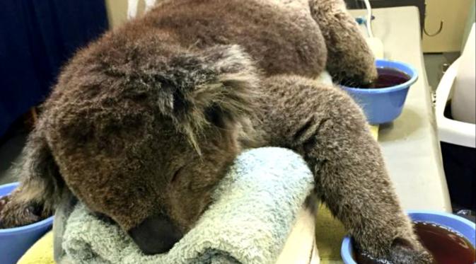 Kebakaran hutan di Australia menghacurkan habitat koala dan mengancam keberlangsungan hidup hewan ini. (sumber: BBC)