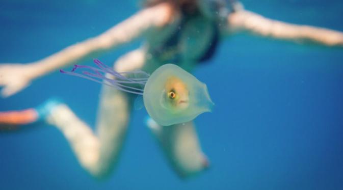 Pemandangan seekor ikan terjebak dalam ubur-ubur merupakan pemandangan yang langka disaksikan manusia. (Sumber Tim Samuel Photography)