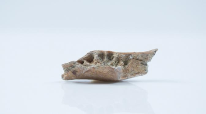 Tulang rahang yang ditemukan 20 persen lebih kecil dari yang ditemukan di Liang Bua (Kinez Riza)