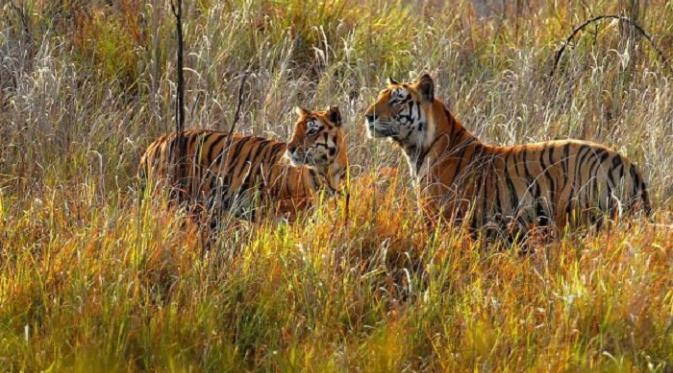 Ilustrasi harimau di India (thewildlifeofindia)