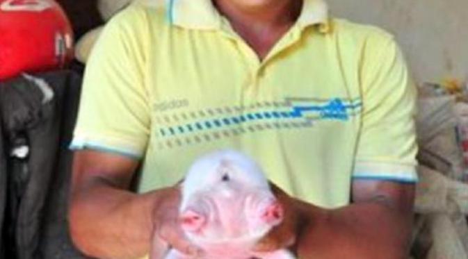 Salah satu anak babi memiliki dua kepala dan tiga mata. Mirip mutan (CEN)