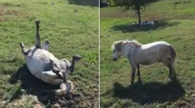 Kuda bernama Pinto ini hobi menipu pemiliknya dengan berpura-pura mati. Foto: Facebook