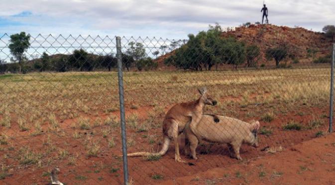 Perilaku dunia binatang kadang aneh. Seperti yang terjadi di Australia ini, seekor kanguru jatuh ciinta pada babi