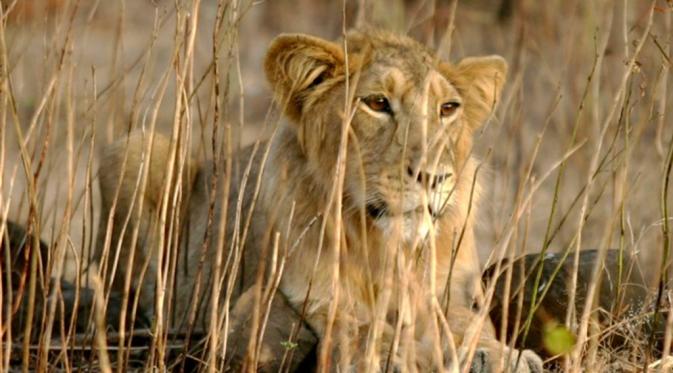 Singa Asia tinggal di hutan Gir di Gujarat (Reuters)