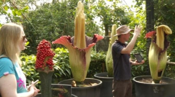 Eau de Titan dirancang untuk menarik perhatian pengunjung Eden Project, terhadap tanaman langka, bunga bangkai (The Eden Project).