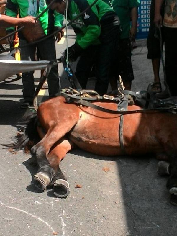 Kuda penarik andong jatuh pingsan karena belum makan